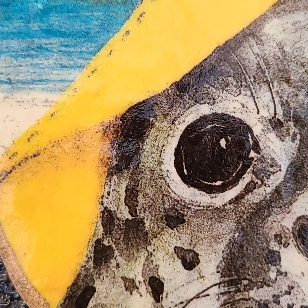 N/A baby seal