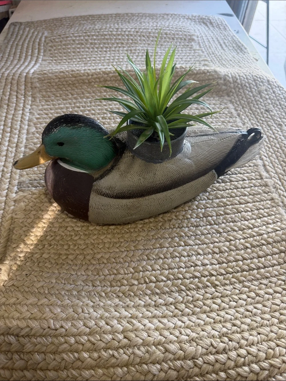 N/A charming duck