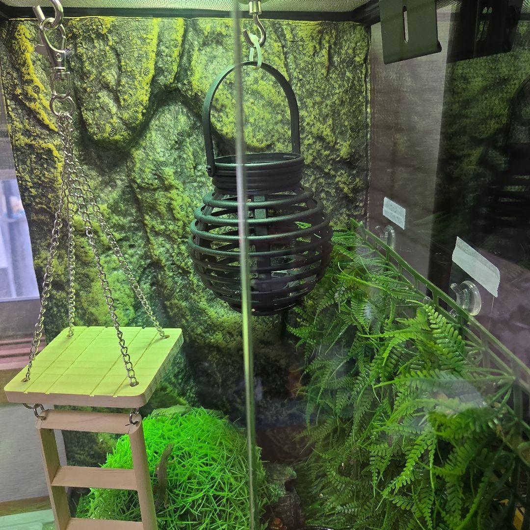 reptile cage