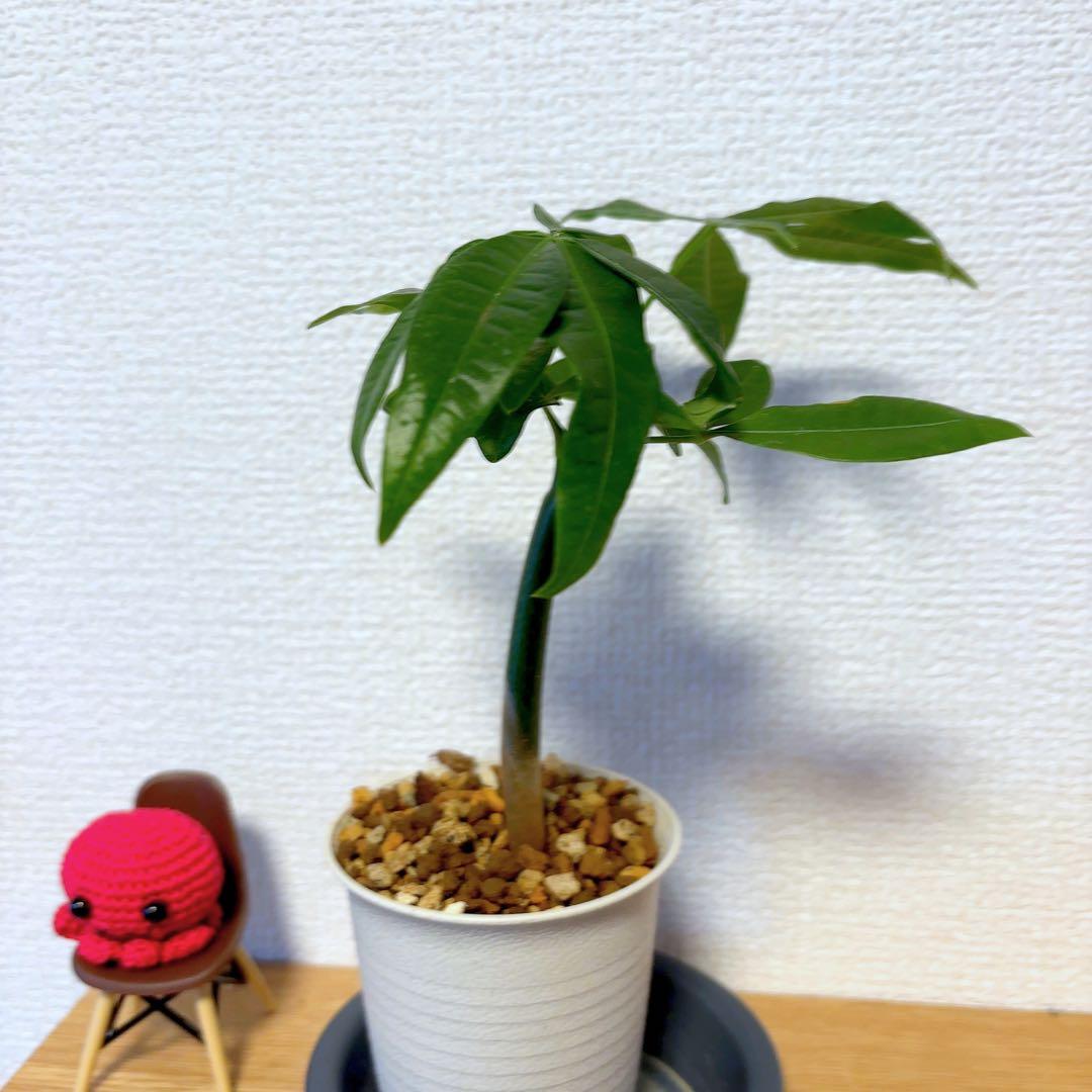 【Fukune 14】Grafted Pachira ★ Rare plant with a plump base! Lucky Money Tree ◎ Great for beginners!