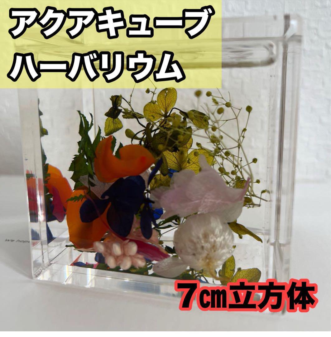 ?? Aqua Cube Herbarium Gift Interior Object Flower Relaxation