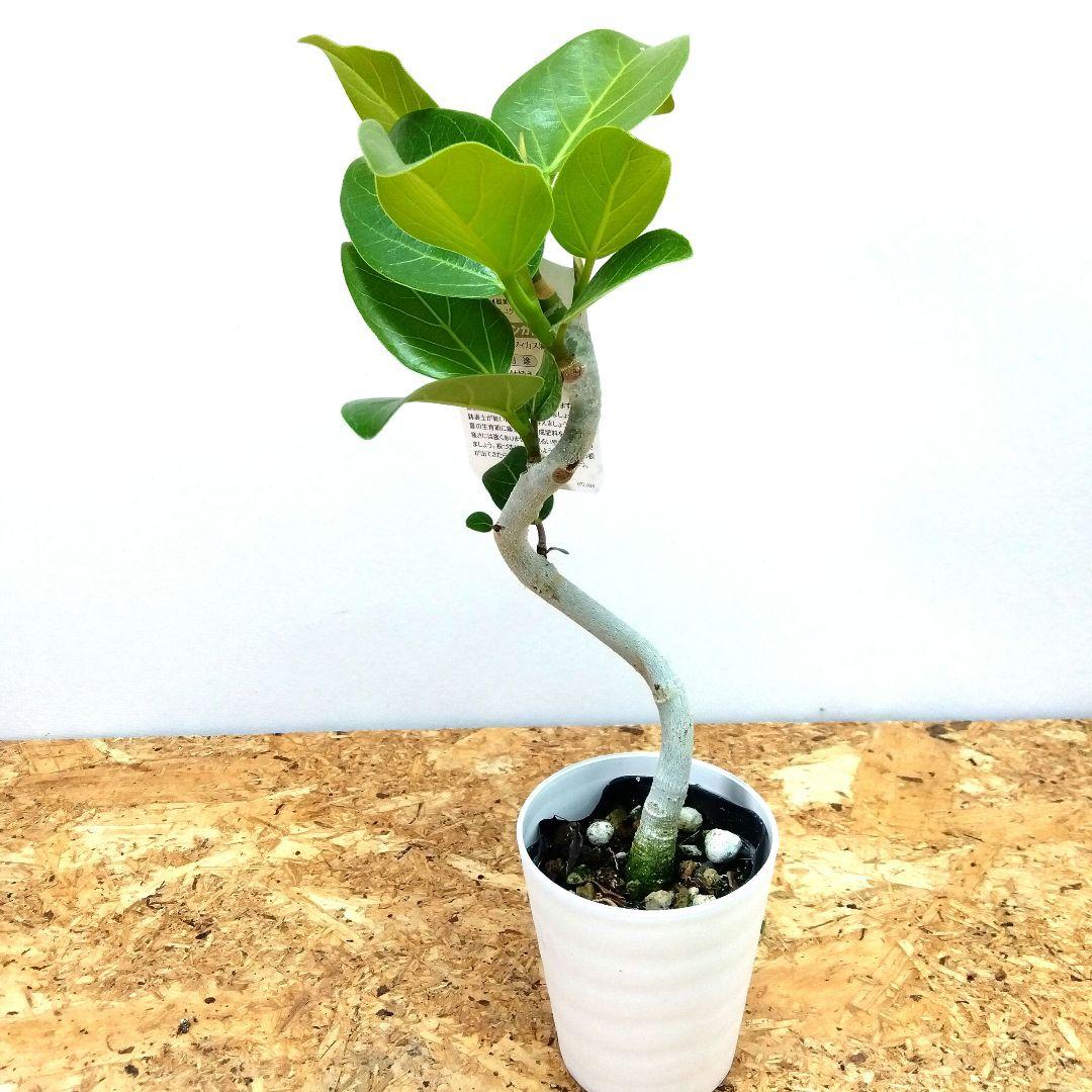 Ficus benghalensis!! Beautiful curve! Cute size!! Ships in a 3-inch Ceratops pot