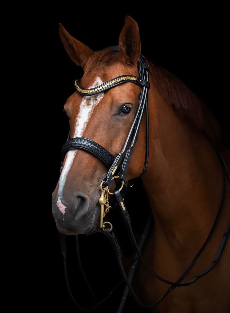 Like New ☆ Utzon Equestrian Bridle