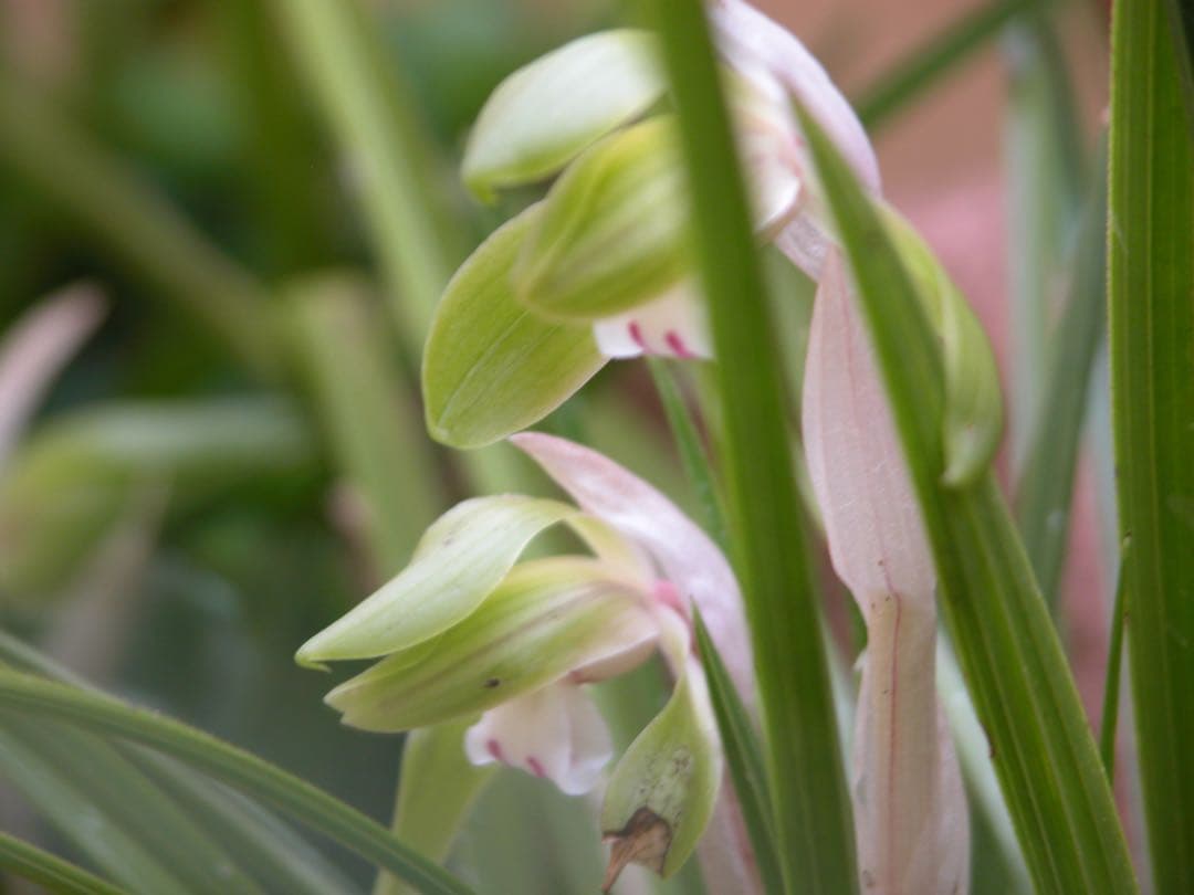 Spring Orchid, Bare Root, 1 Plant