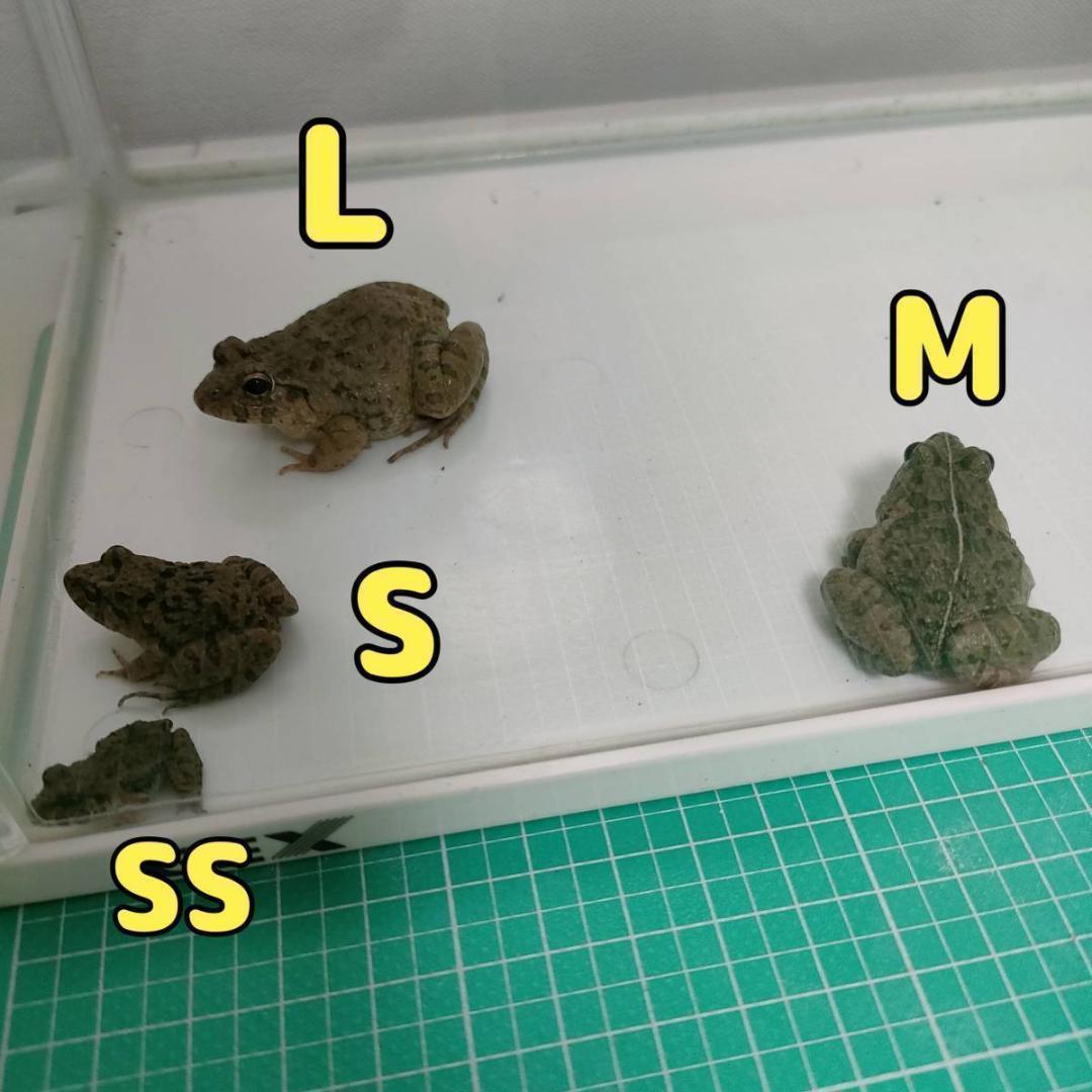 these frogs