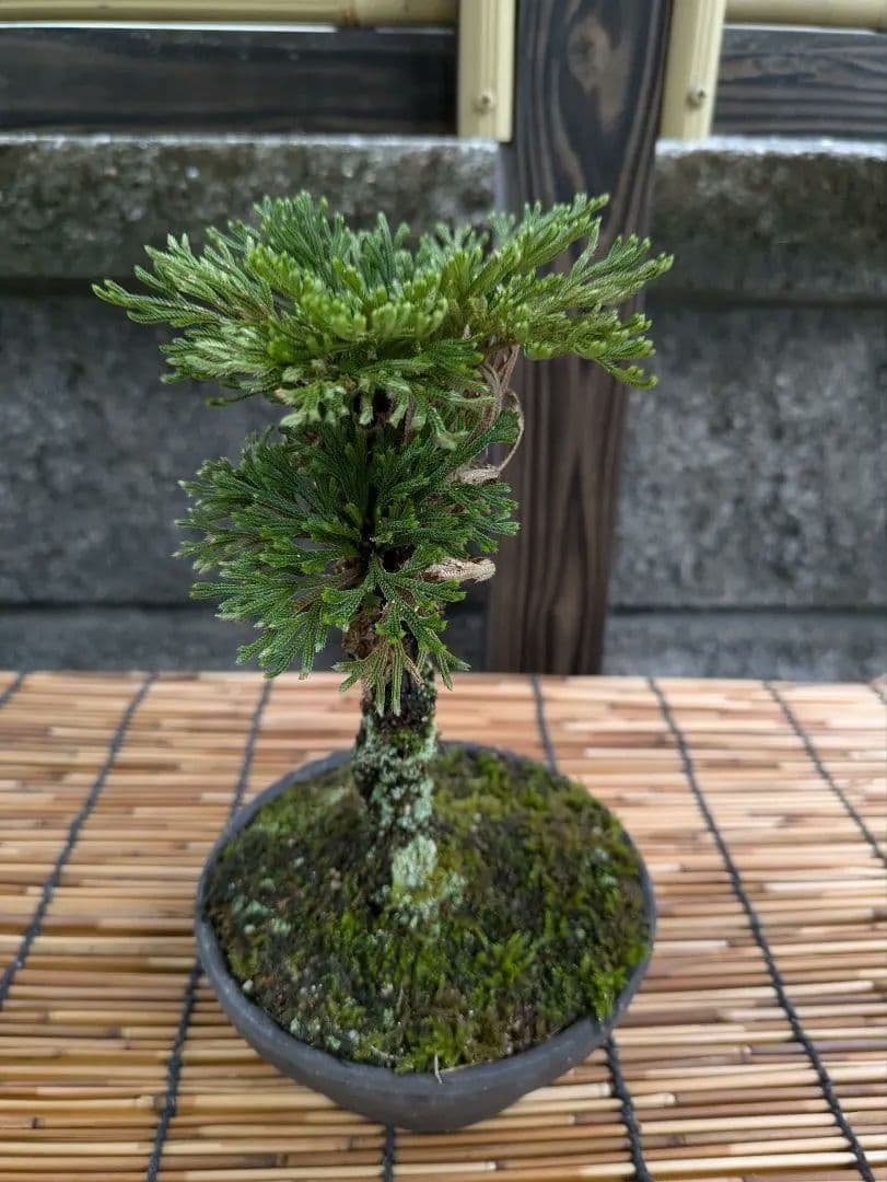 Rock Pine (Iwahiba) Alpine Plant with Ceramic Pot