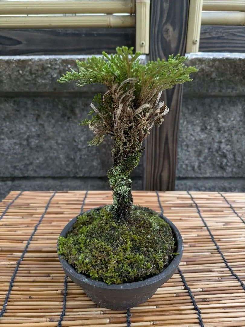 rock pine