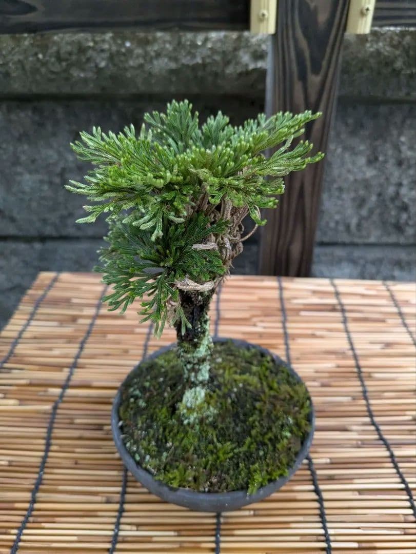 rock pine