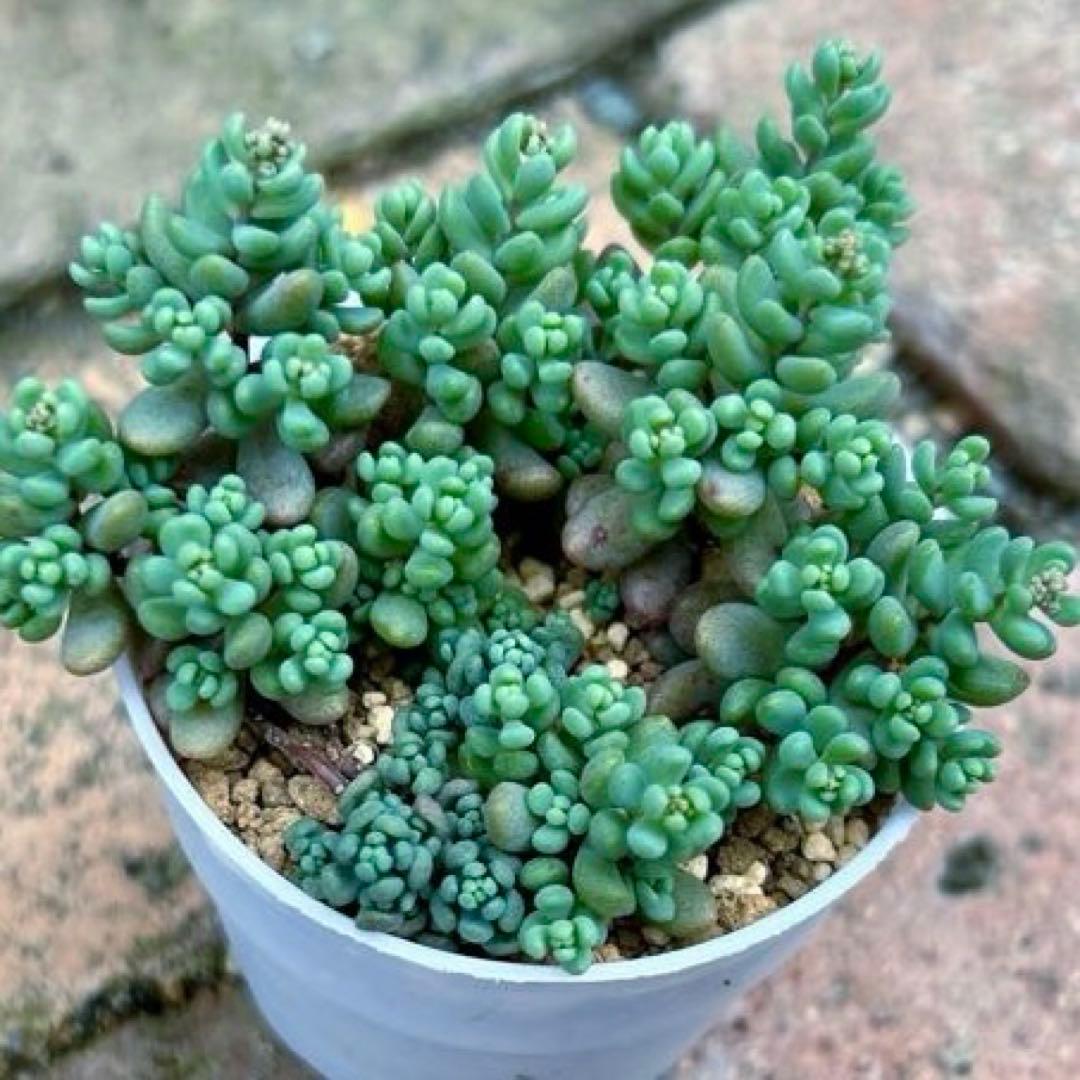 Succulent Plant ?? Sedum Purple Haze Bare Root All via Mercari Delivery