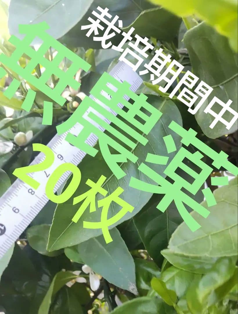 【Pesticide-Free】 Mandarin Orange Leaves, 20 pcs