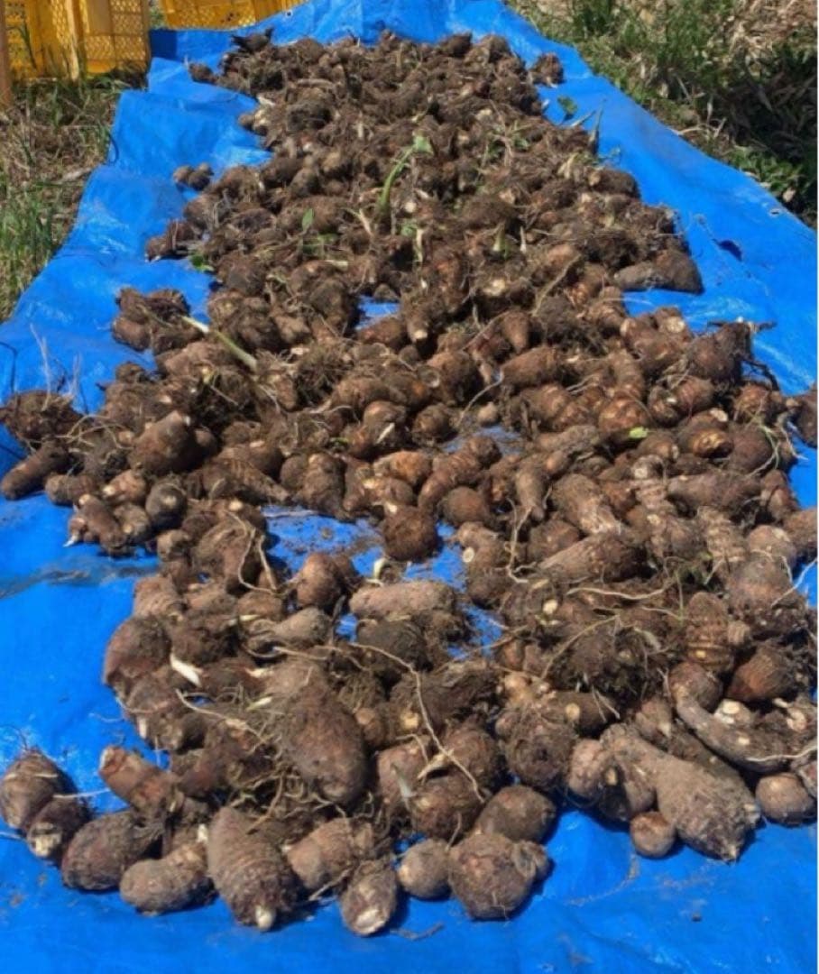【Special Price 21-4!】Sprouted Power Seed Potatoes - Satoimo (Taro) - Pesticide-Free - Deliciously Sticky ?