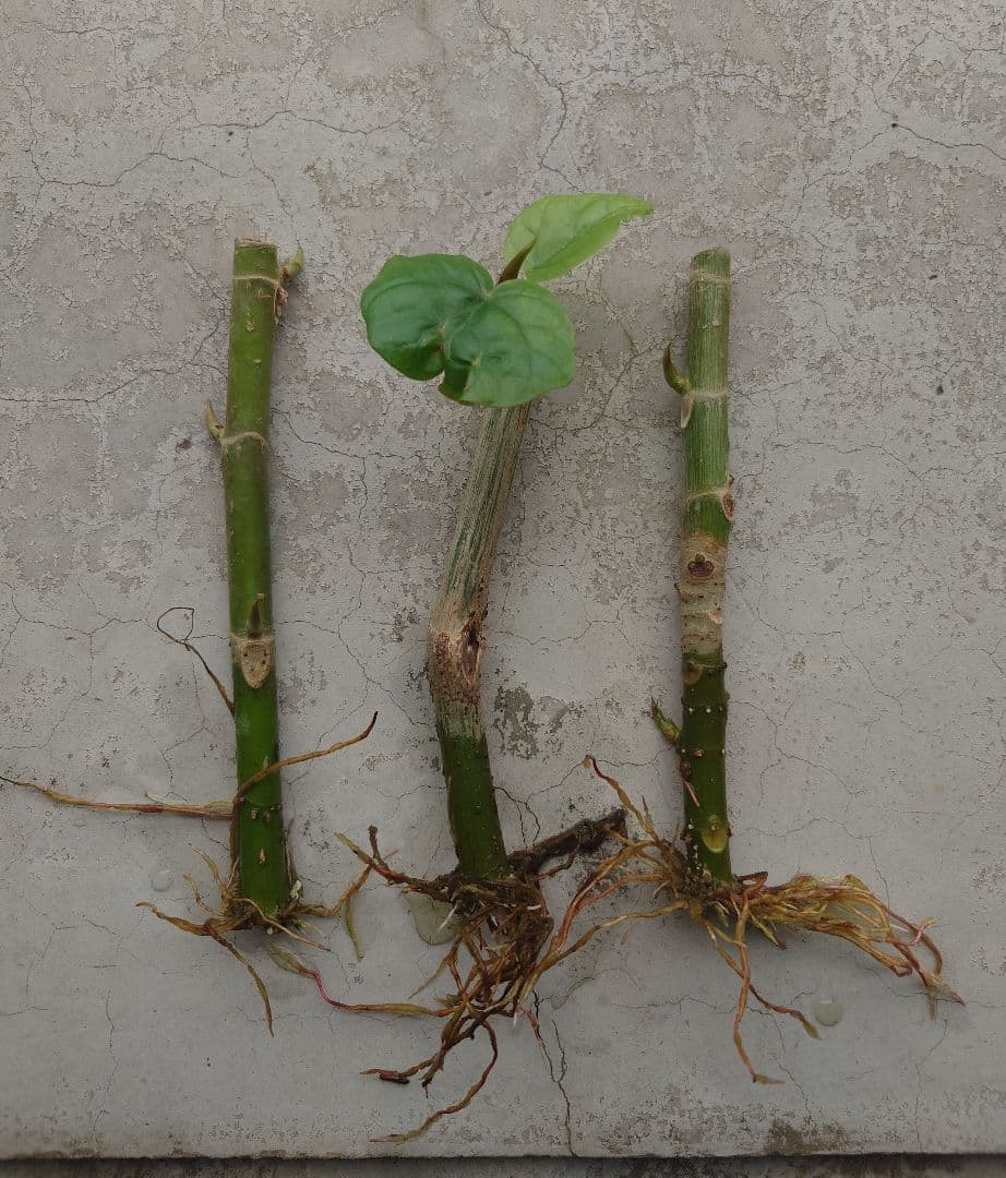 Ficus Umbellata Cuttings - Set of 3 - Rooted