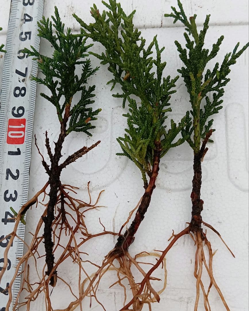 shimpaku juniper