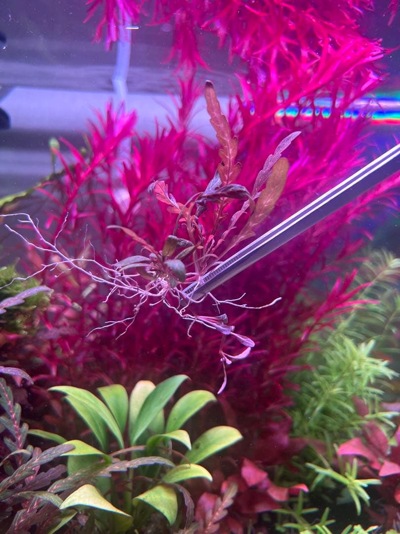 Nem*u-sama Hygrophila pinnatifida (submerged leaves) (pesticide-free) 5-7 stems