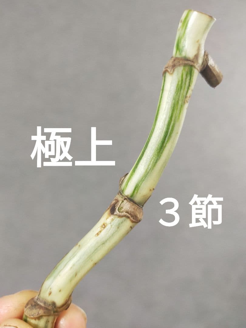 For Ryuo-sama: Includes express shipping fee [U7] Variegated Monstera White Tiger Stem Cutting