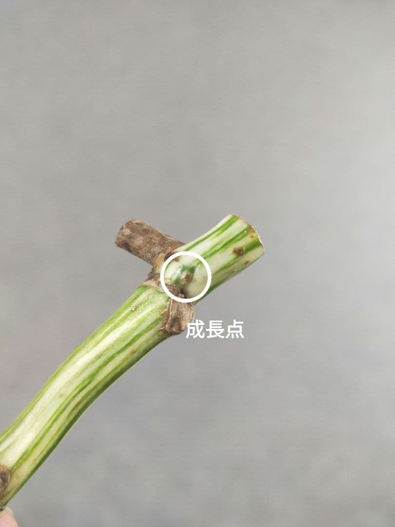 For Ryuo-sama: Includes express shipping fee [U7] Variegated Monstera White Tiger Stem Cutting