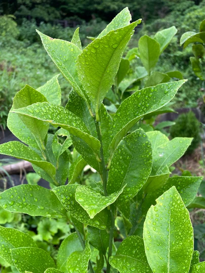 Swallowtail Butterfly Larva Rearing - Lemon Branches and Leaves (6 pieces) - Pesticide-Free, Fertilizer-Free - Nekoposu Delivery
