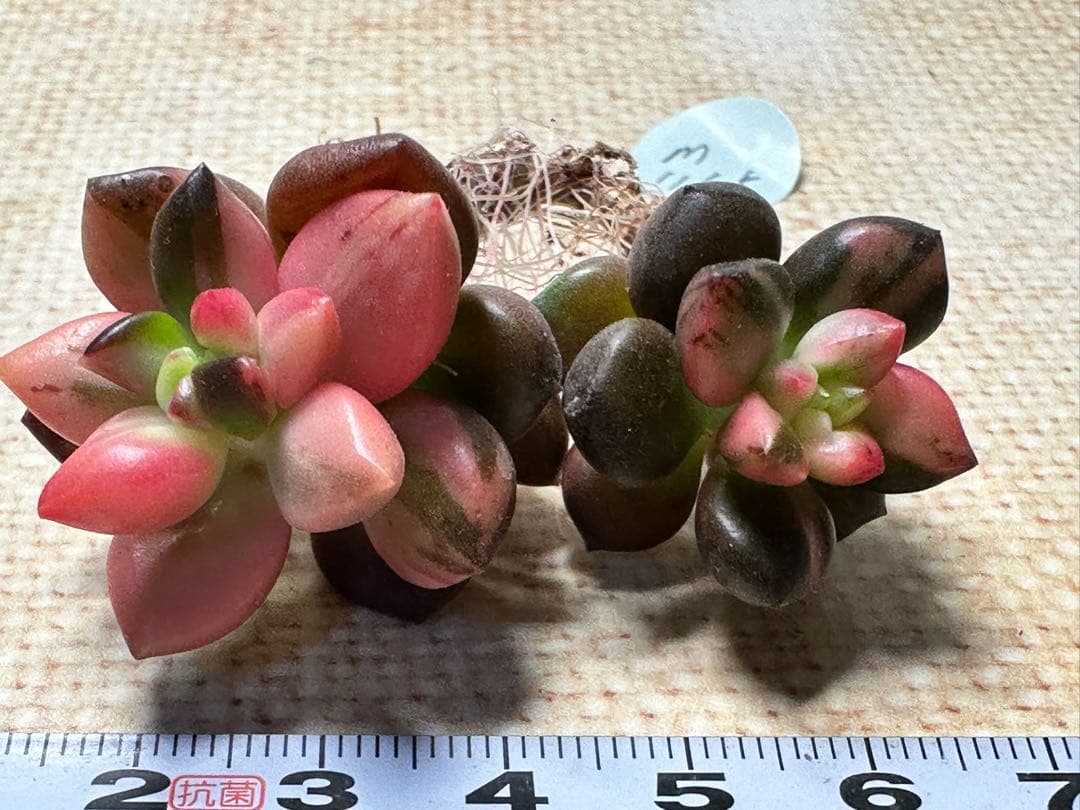 same branches all