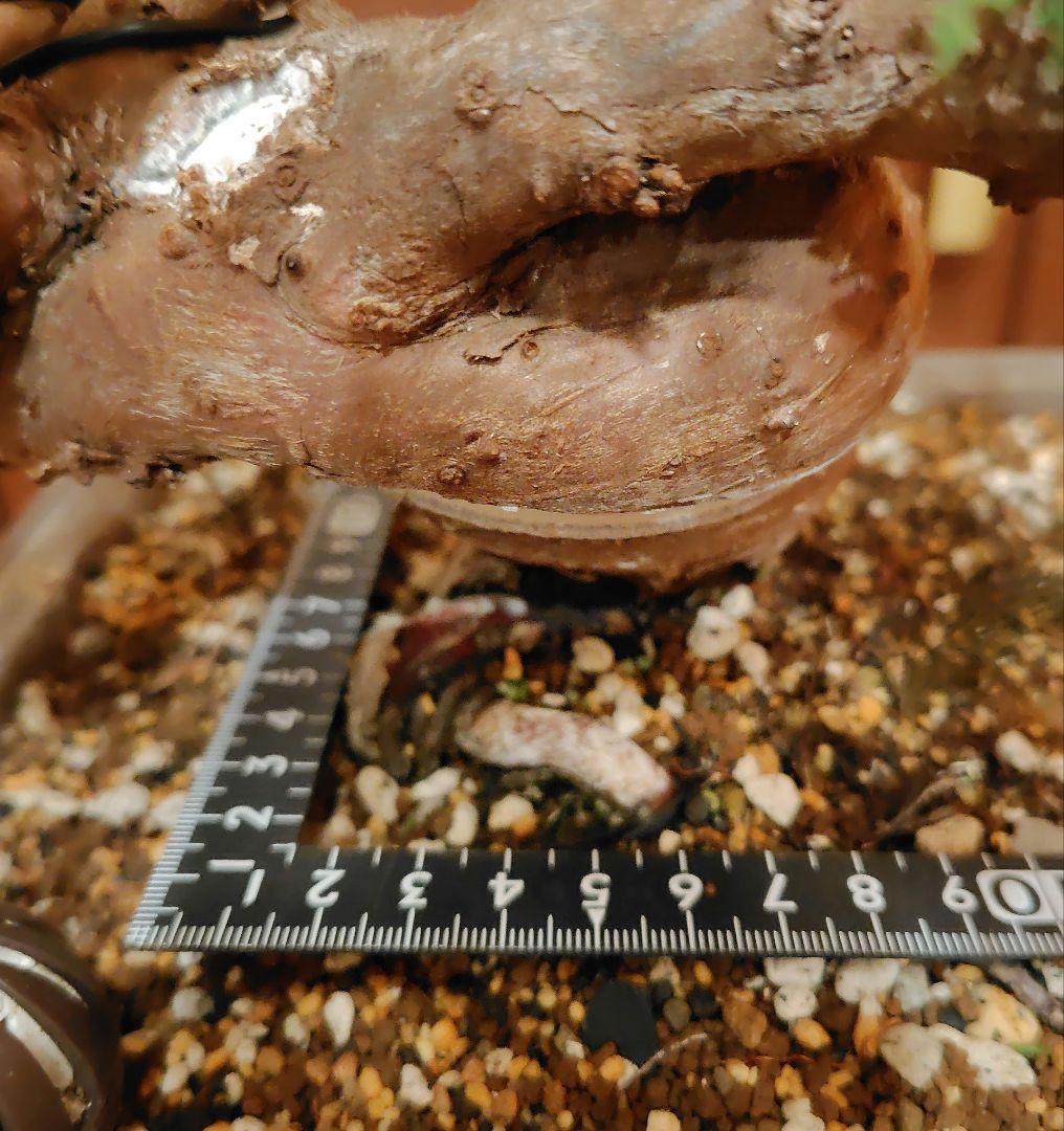 Shimpaku Juniper Bonsai! Price non-negotiable!