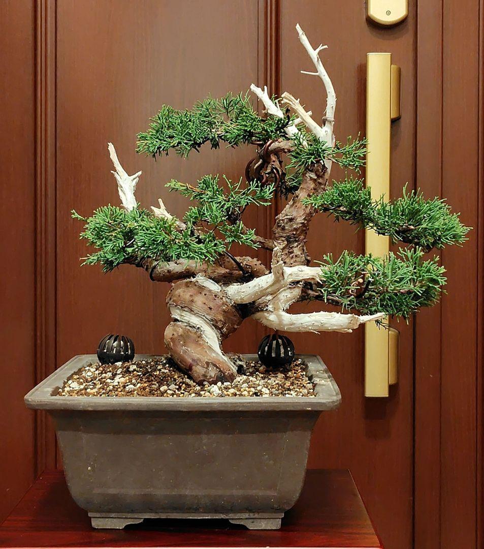 Shimpaku Juniper Bonsai! Price non-negotiable!