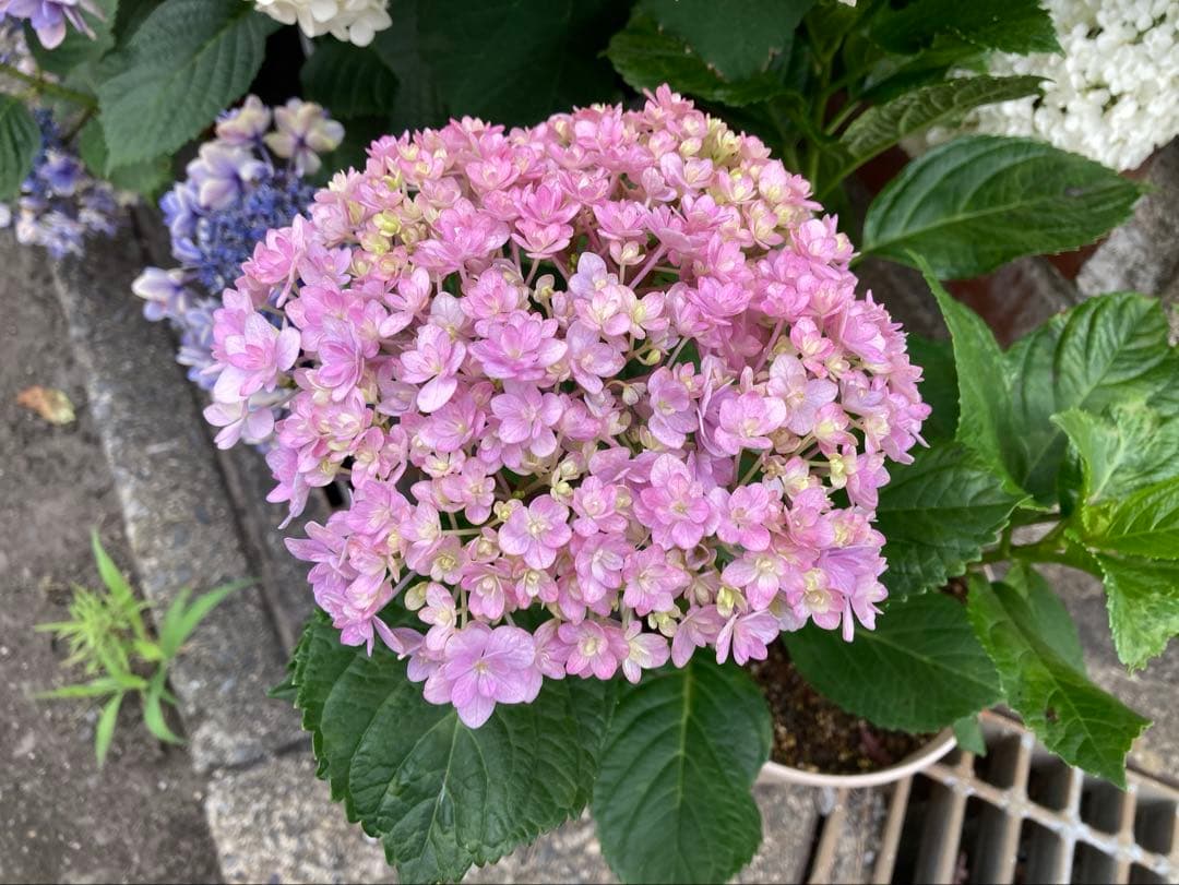 Boto-sama No.1 Temari Temari Hydrangea Cuttings (2 pieces)