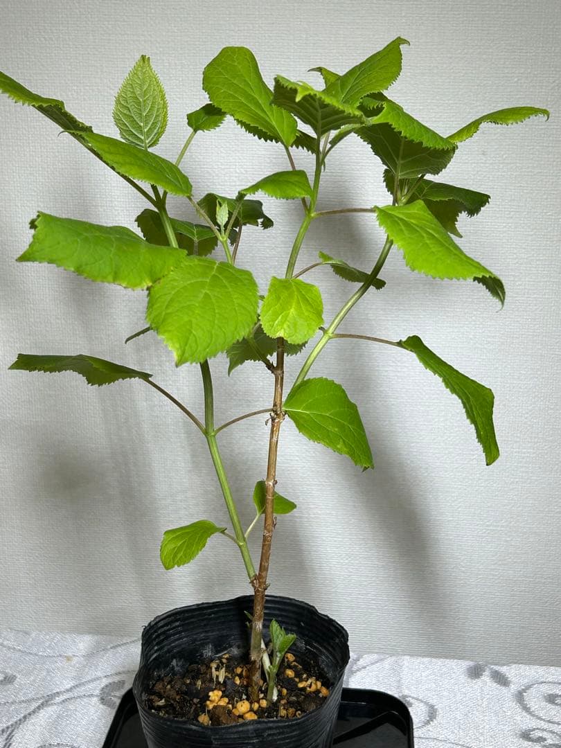fertilizer <br>planted via