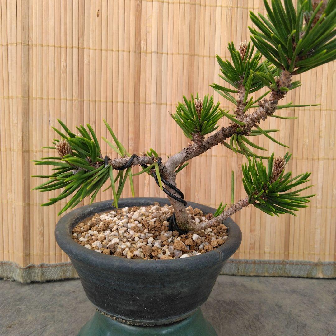 Tip of Black Pine - Photographed on May 14, 2026