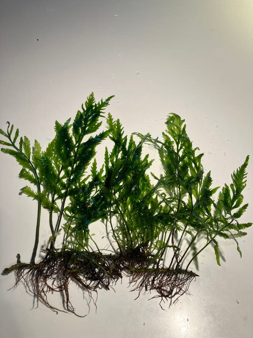 Bolbitis heudelotii Tropica