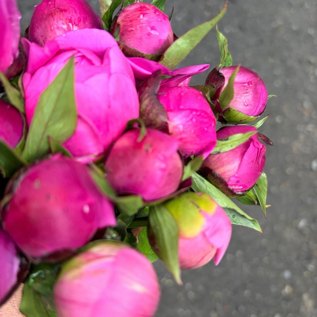 fresh peonies