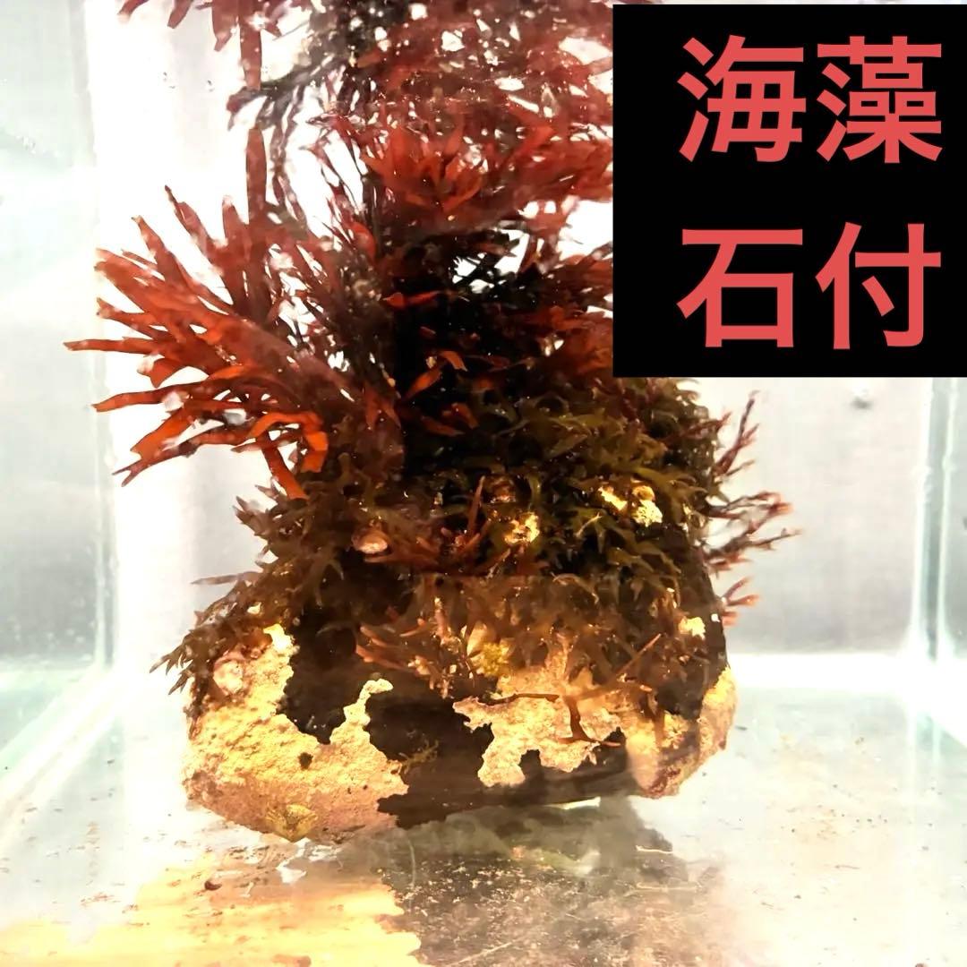 Number 8! With red algae! Rock with calcareous algae attached, seaweed, rock, stone, sea, aquarium
