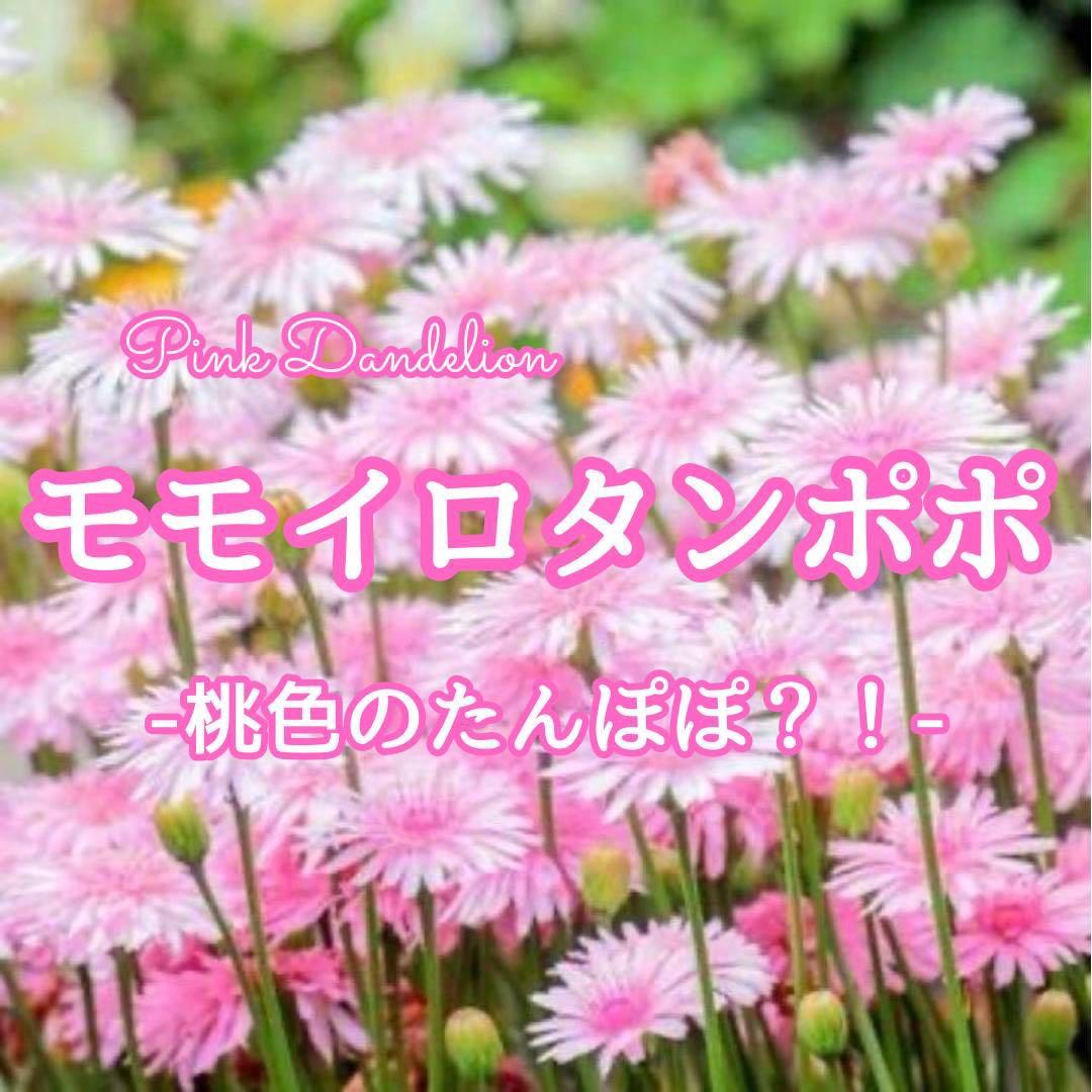 【Flower Seeds】Pink Dandelion ☆ Crepis Seeds Approx. 20 Seeds!