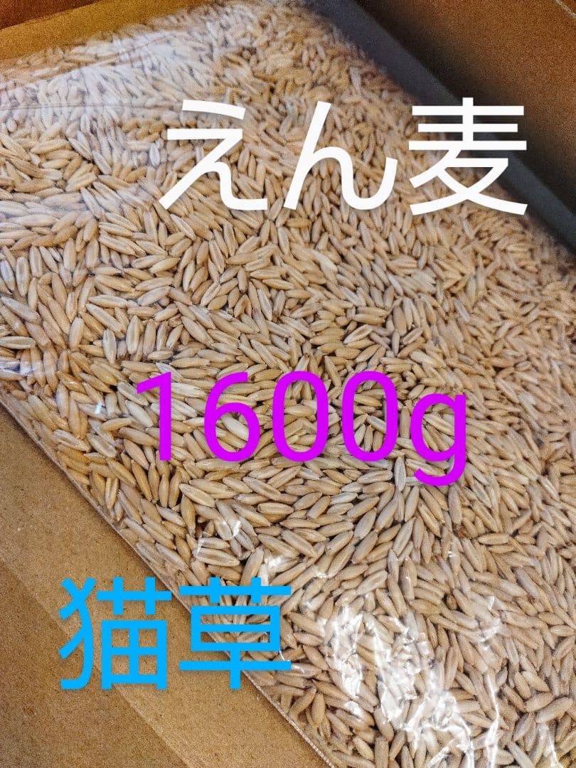 Cat Grass ? Seeds - Oats - Increased quantity for repeat customers ☆ 1600g