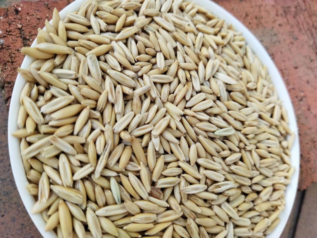 Cat Grass ? Seeds - Oats - Increased quantity for repeat customers ☆ 1600g