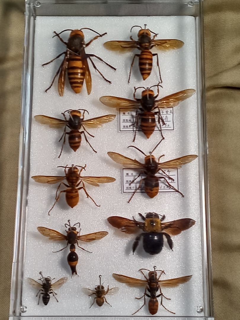 Assorted hornet set. Includes Asian giant hornets, etc.