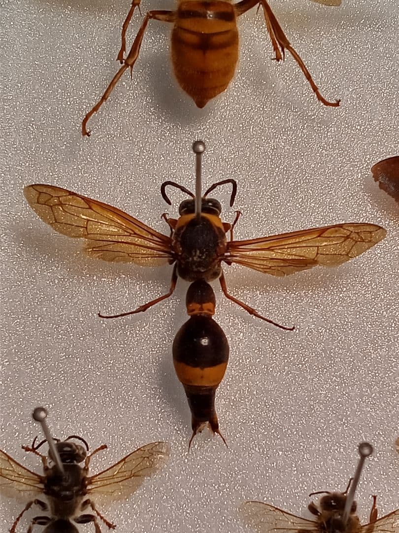 Assorted hornet set. Includes Asian giant hornets, etc.