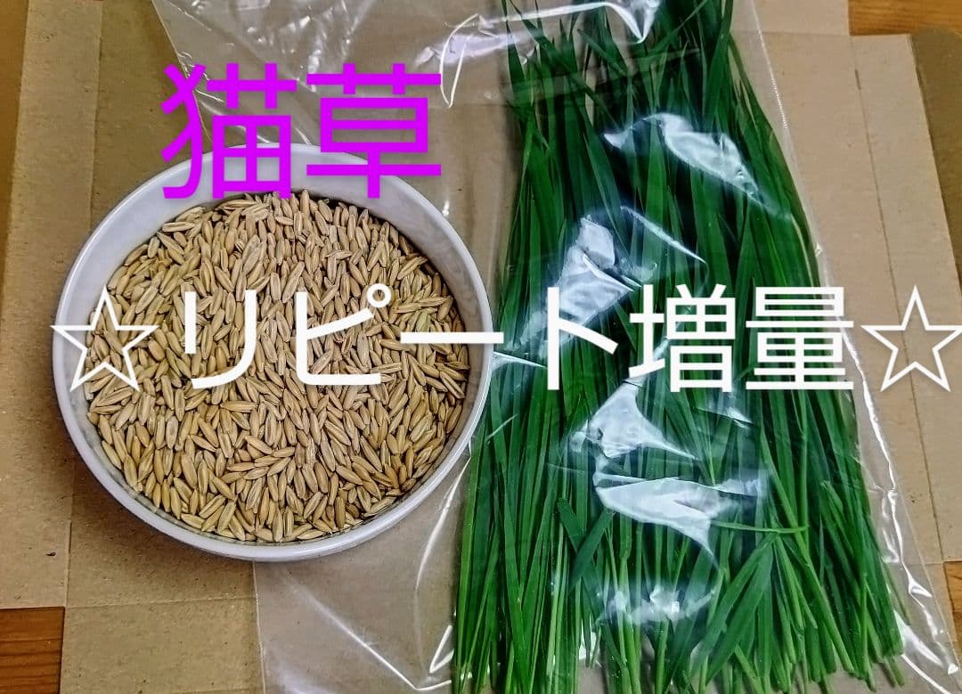 oat seeds