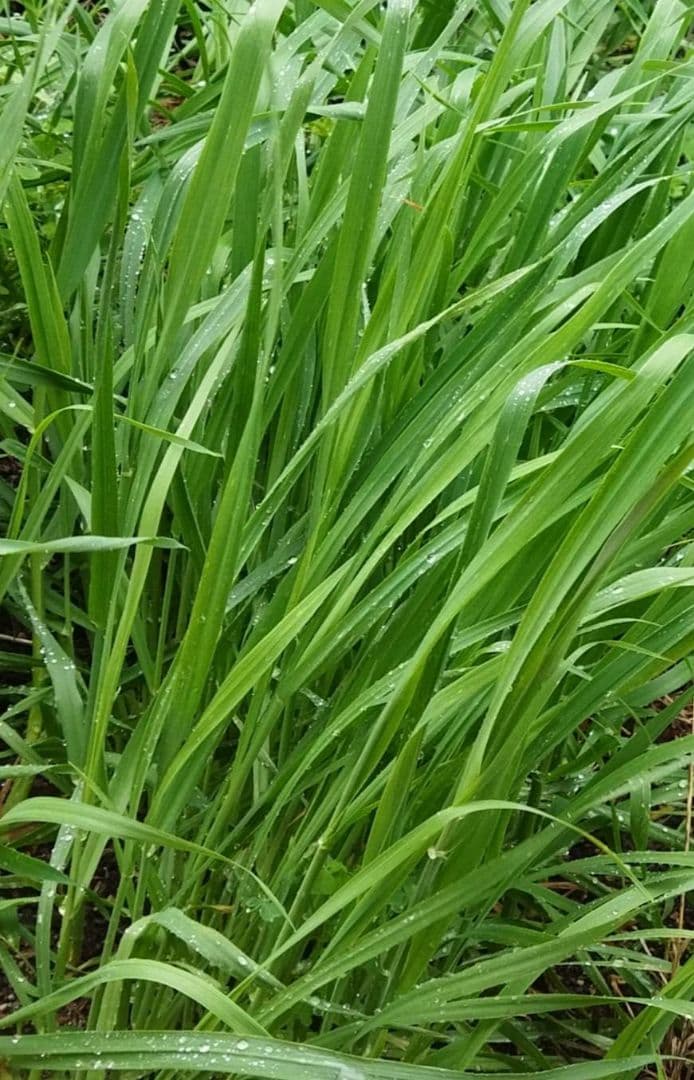 oat seeds