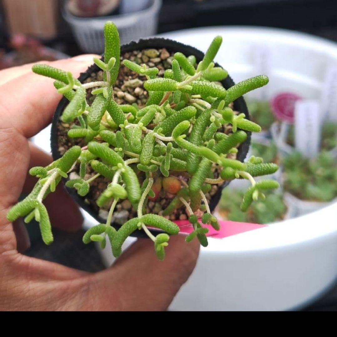 globosum elongated