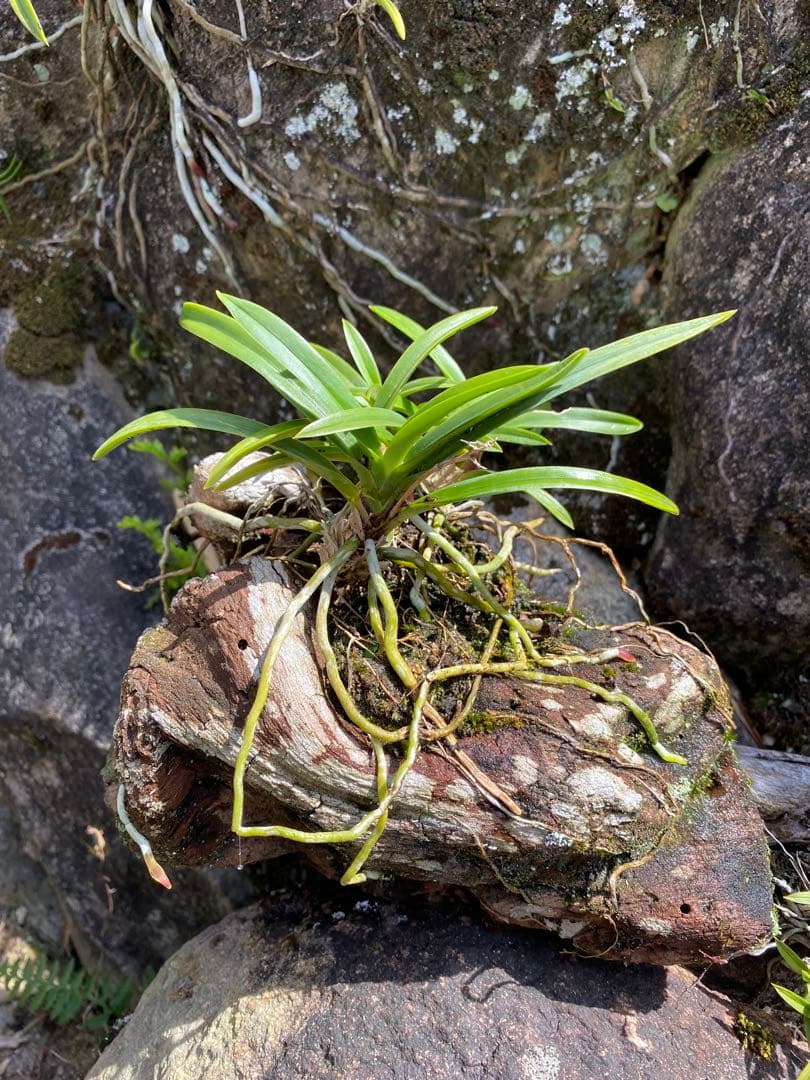 this plant