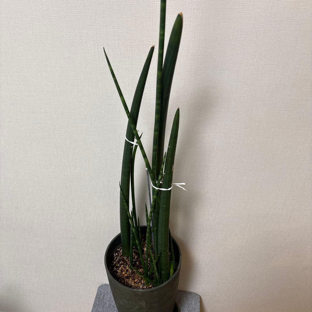 【sansevieria cylindrica】<br>this