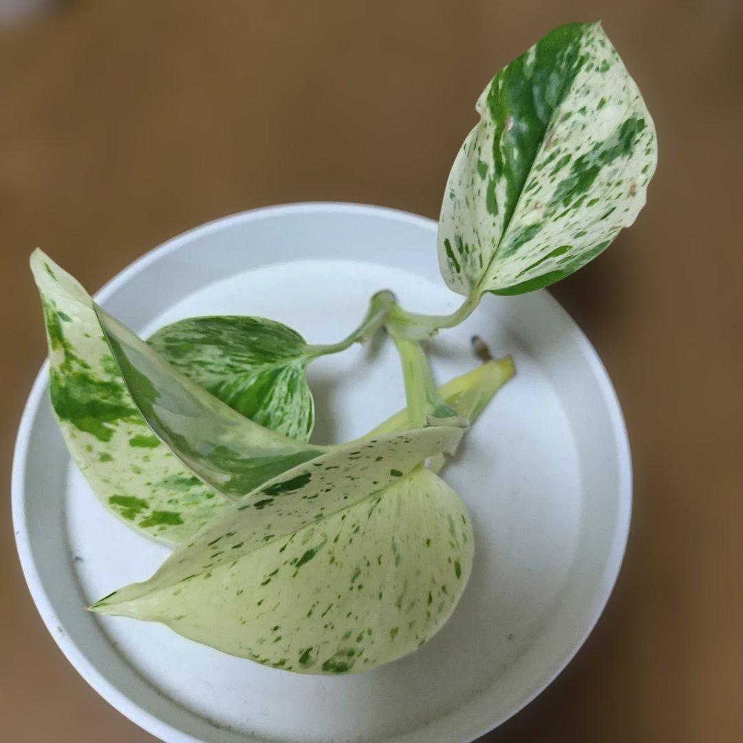 Houseplant Hydroponic Pothos