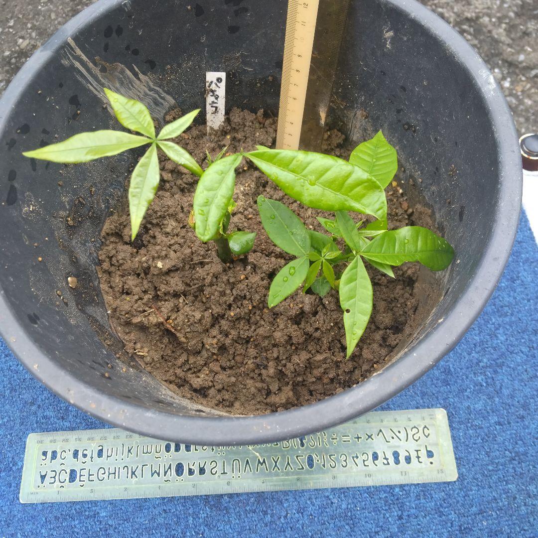 Pachira Seedling Saplings, Set of 2, Ships via Nekoposu