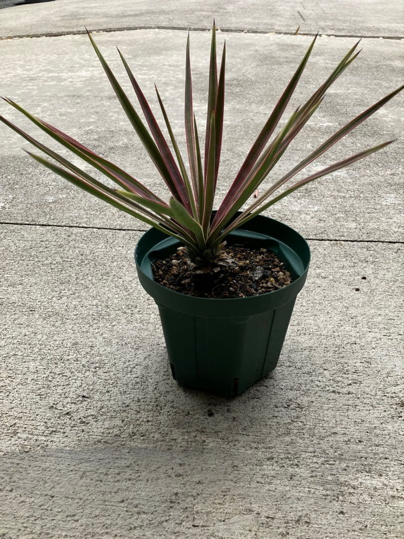 Discount Yucca Aloifolia Variegated C