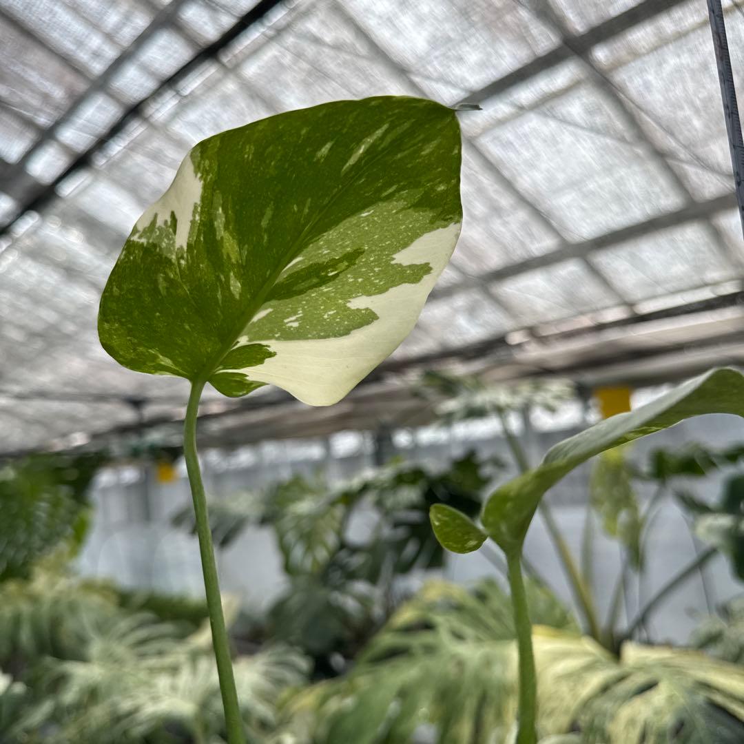 F10 Monstera Thai Constellation Variegated Free Shipping