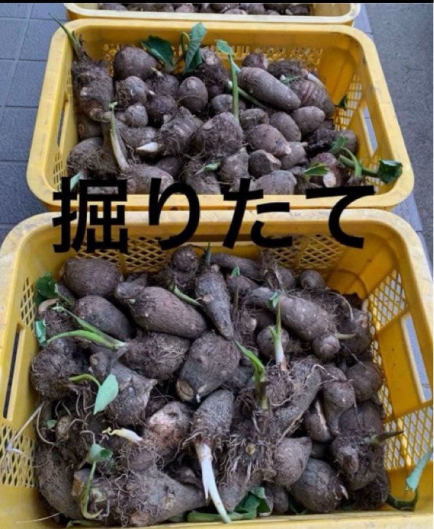 【22-2 Power Seed Potatoes!】Pre-sprouted Power Seed Potatoes - Taro - Deliciously sticky?