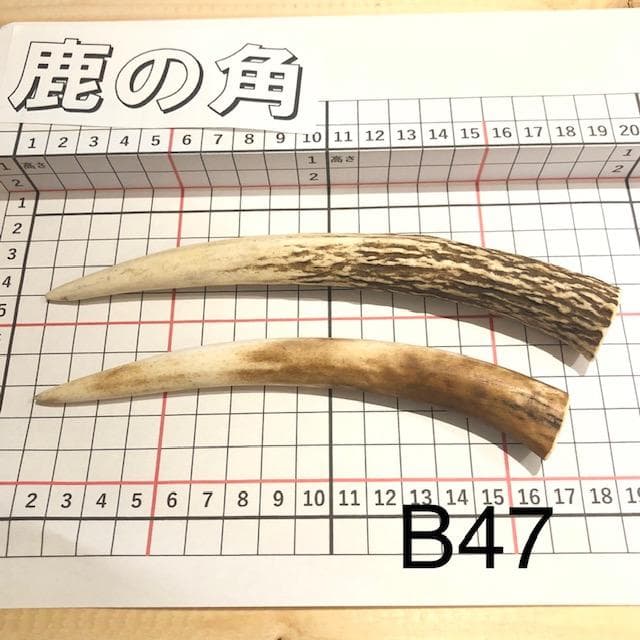Deer Antler B47 Hyogo Prefecture Product Deer Antler Deer Horn Shikatsuno