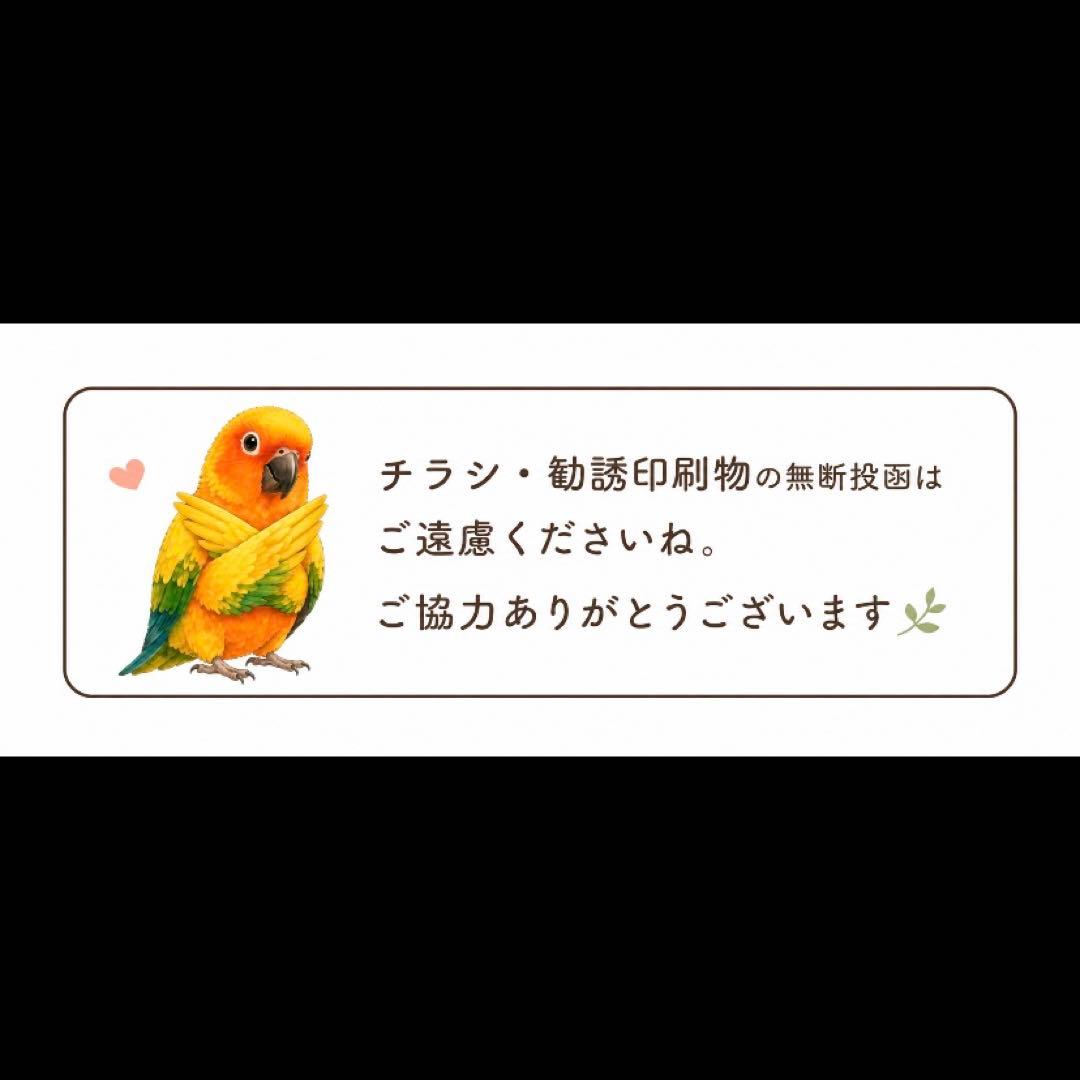 Sun Conure 