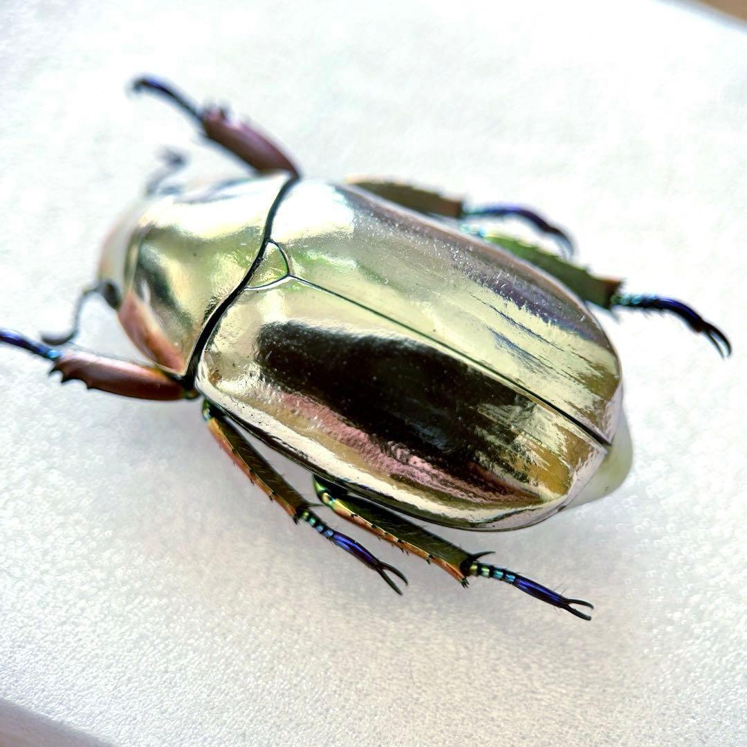 09285 Beautiful Specimen - Chrysallergia Platinum Beetle