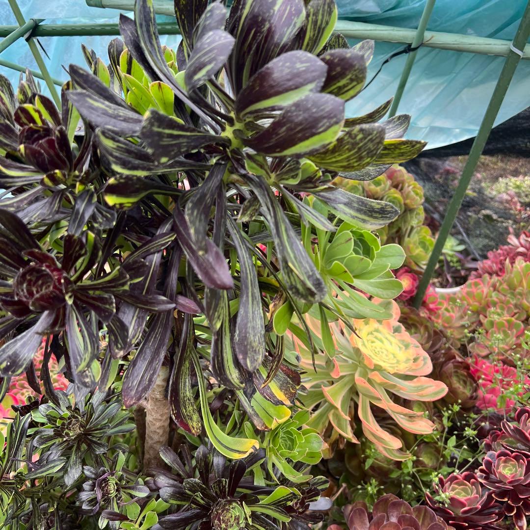 Succulent. Aeonium Big Bang bare root seedling