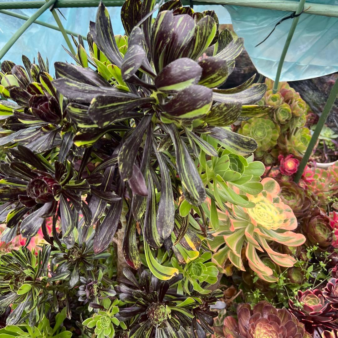 Succulent. Aeonium Big Bang bare root seedling